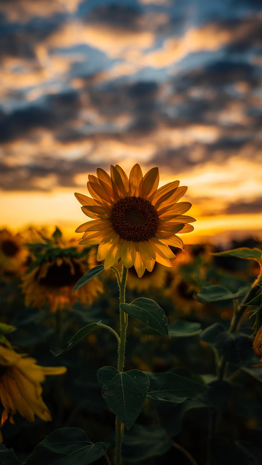 Sonnenblume: [50 HQ], gemeine Sonnenblume HD-Handy-Hintergrundbild