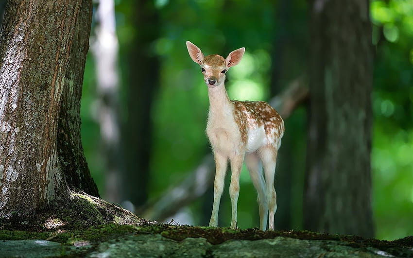 of a young deer in forest, deers HD wallpaper