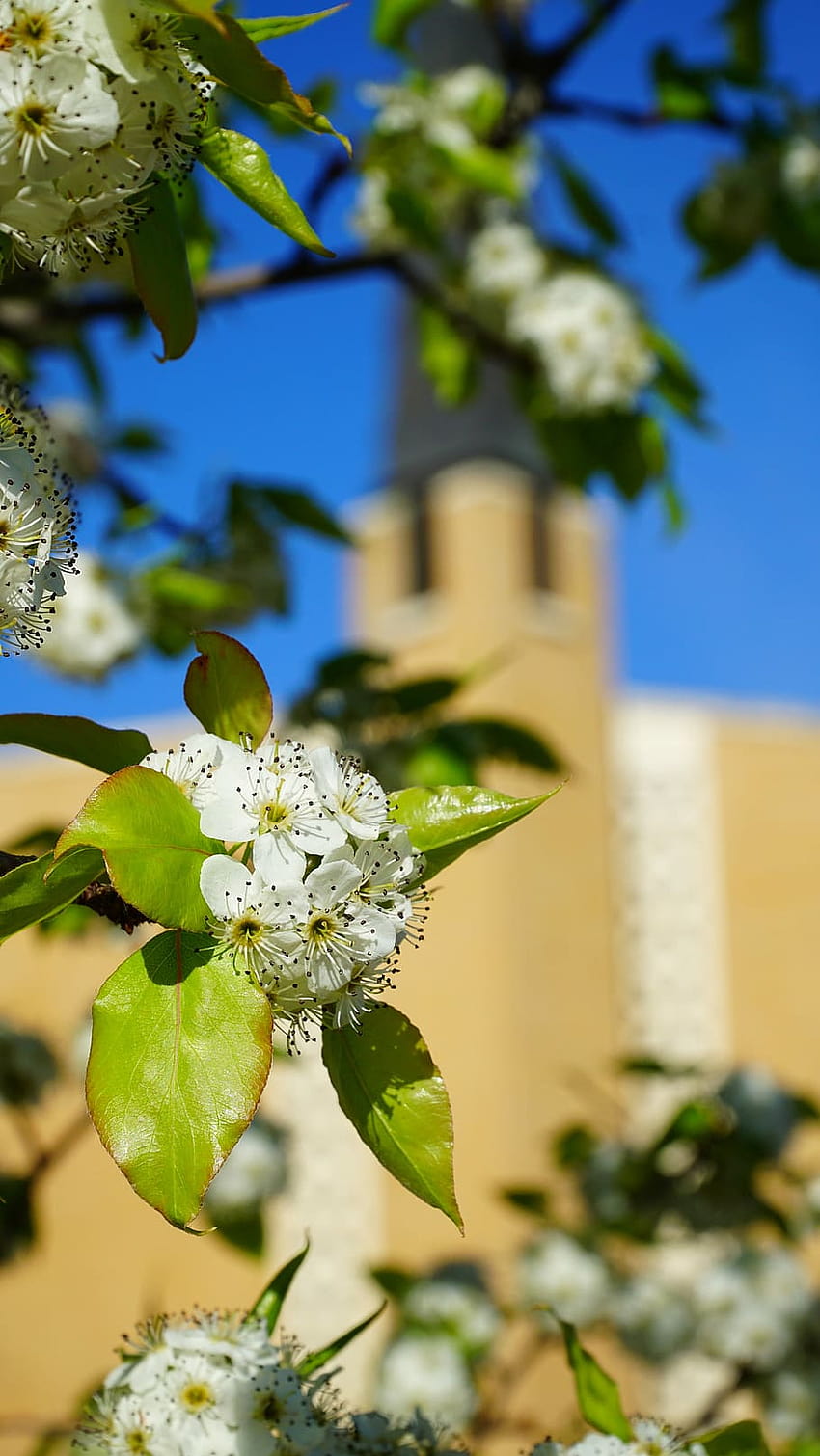 : Church, Spring, Easter, Flowers, Dogwood, bloom, sky, spring chapel HD phone wallpaper