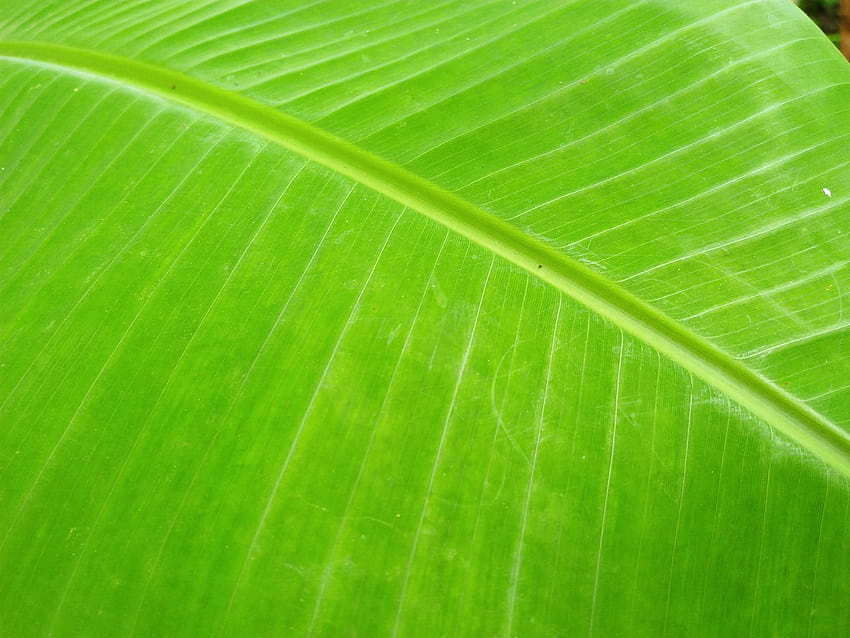 Stock of banana leaf HD wallpapers | Pxfuel