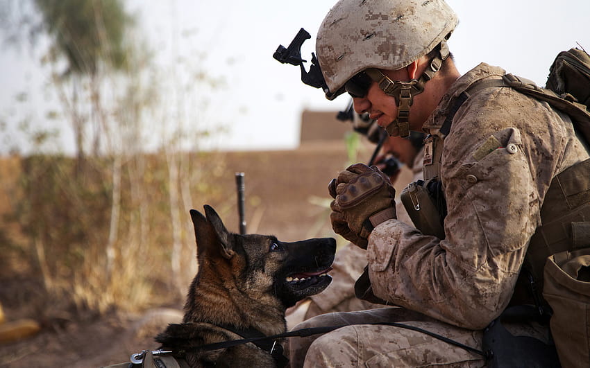 Best 4 Military Work Dog on Hip, dog friend HD wallpaper