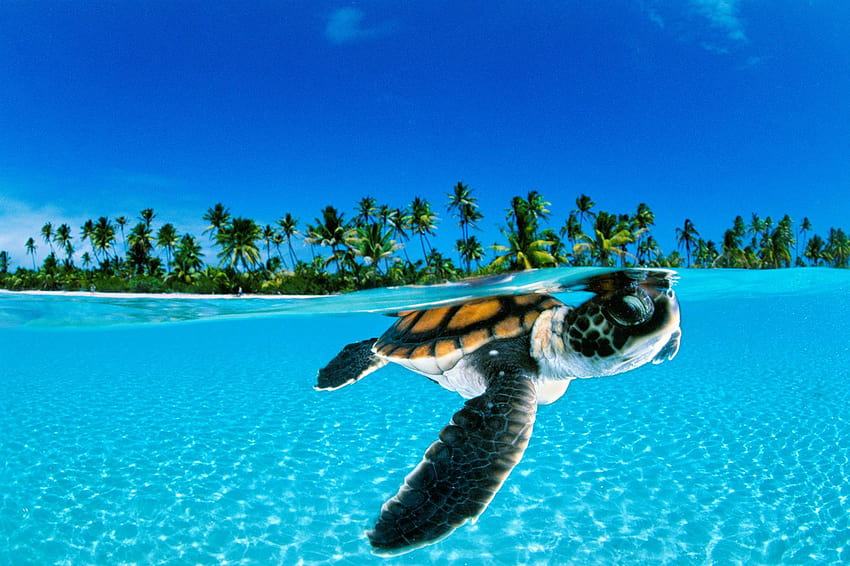 Warum das Leben für Meeresschildkröten, Wassertiere, so hart ist HD-Hintergrundbild