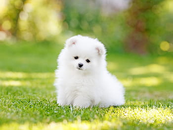Tiny dog breeds HD wallpapers | Pxfuel