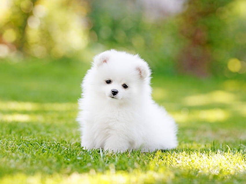 10 สายพันธุ์สุนัขทีคัพสำหรับคนรัก Tiny Canine น้องหมาตัวจิ๋วสุดน่ารัก วอลล์เปเปอร์ HD