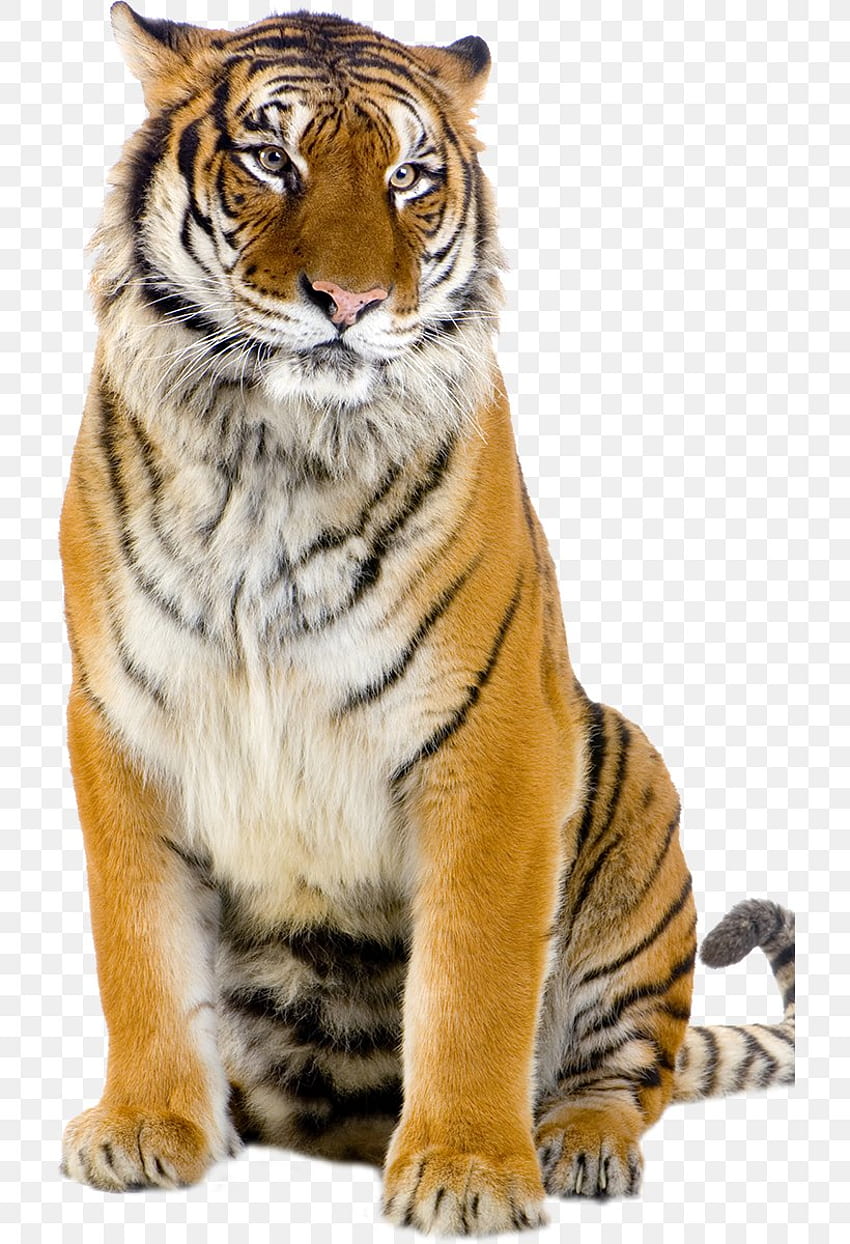 White Tiger Stock graphy, PNG, 714x1200px, Tiger, Animal, Big Cats, Black Tiger, Carnivoran Fond d'écran de téléphone HD