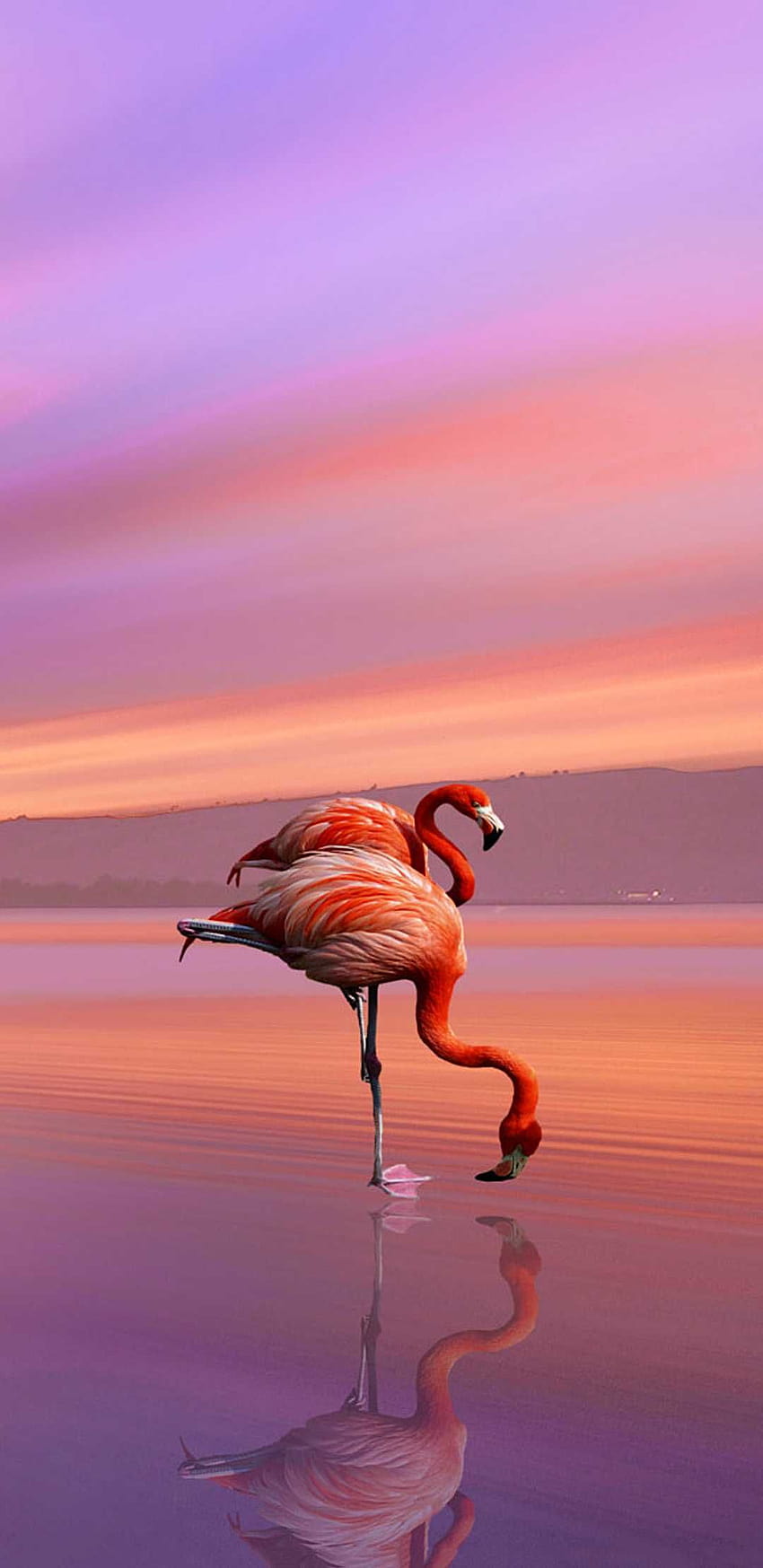 Fenicottero Scopri di più Fenicottero, pastello, Tramonto . https://www.ixpap/flamingo, fenicotteri al tramonto Sfondo del telefono HD