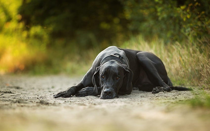Perros gran danés Animales negros fondo de pantalla | Pxfuel