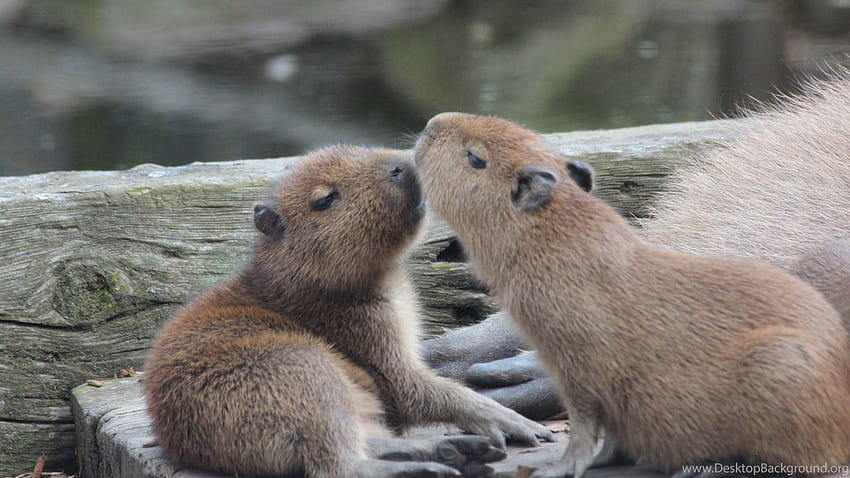 Capybara , & Pics Arrière-plans Fond d'écran HD