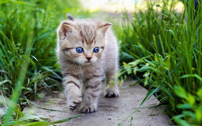 Grass Kitty Cat Blue Eyes Cutie 2560x1600 Hd Wallpaper Pxfuel