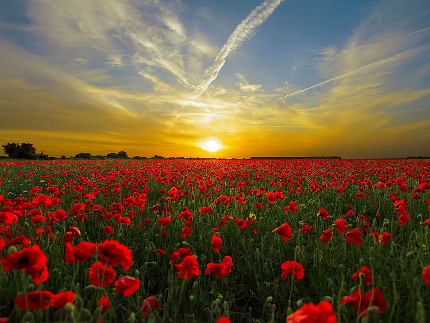 붉은 양귀비 꽃밭의 지평선 U, 장미밭 HD 월페이퍼