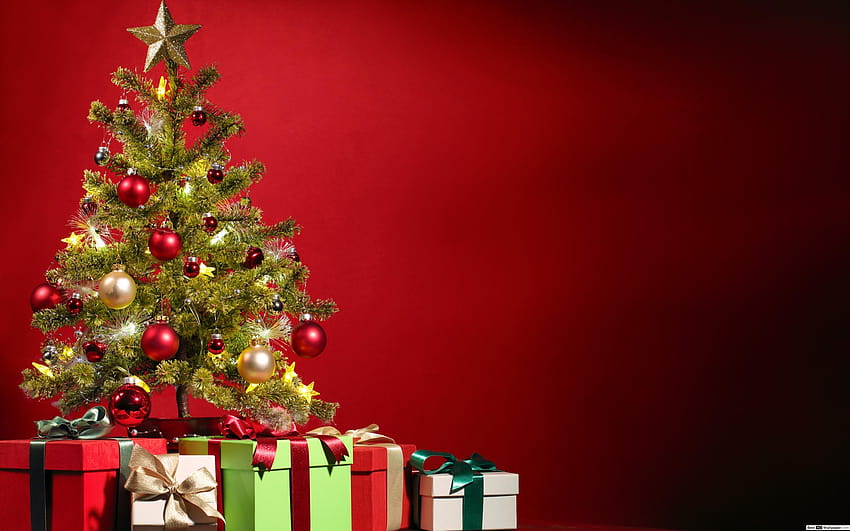 Weihnachtskiefer und Geschenkboxen, Weihnachtstanne HD-Hintergrundbild