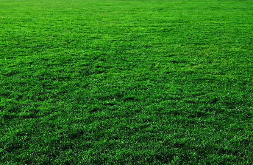 Grass, pasture HD wallpaper