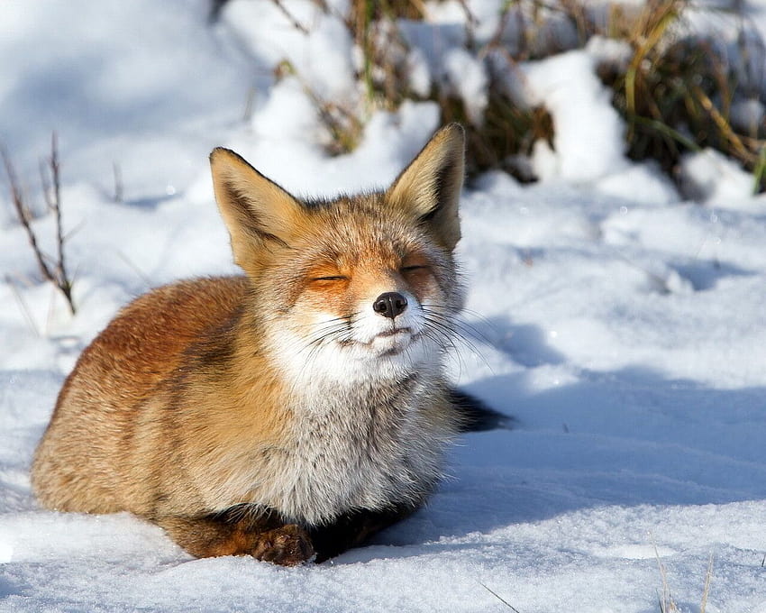 Little red fox stay in the sun, winter foxes HD wallpaper