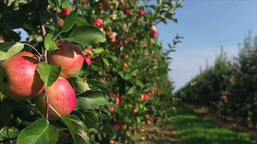 Apple Picking, apple orchard HD wallpaper