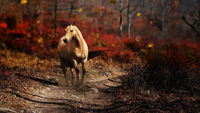 4 Fall Horse, autumn tree horse HD wallpaper