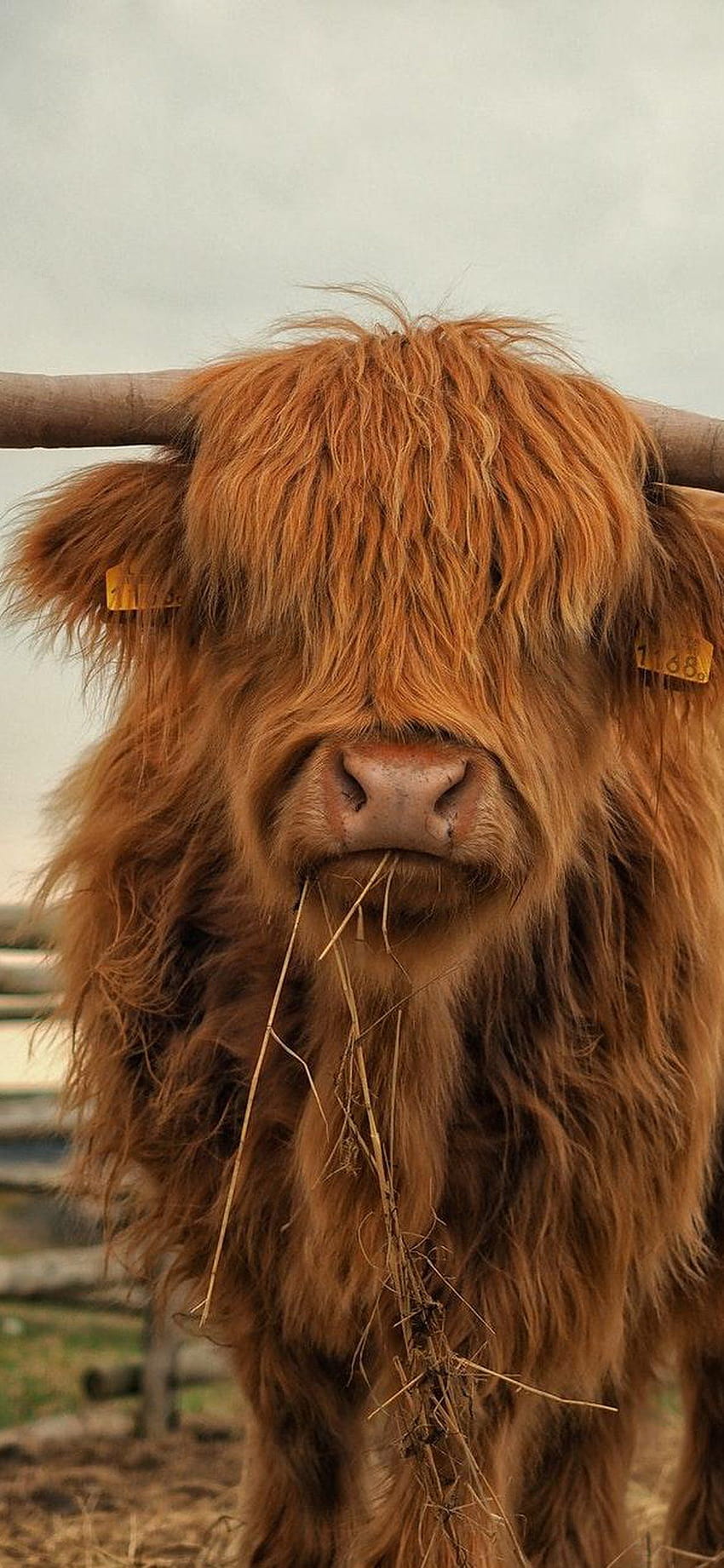 Highland Cow on GreePX, cow winter HD phone wallpaper