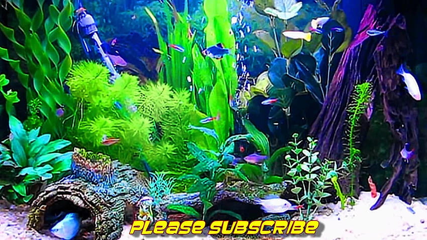 7 Aquarium, aquarium computer HD wallpaper