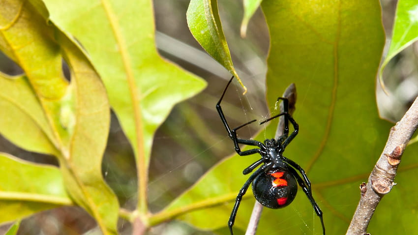Black widow spider discovered in crate near Aberdeen is 'put to sleep' HD wallpaper