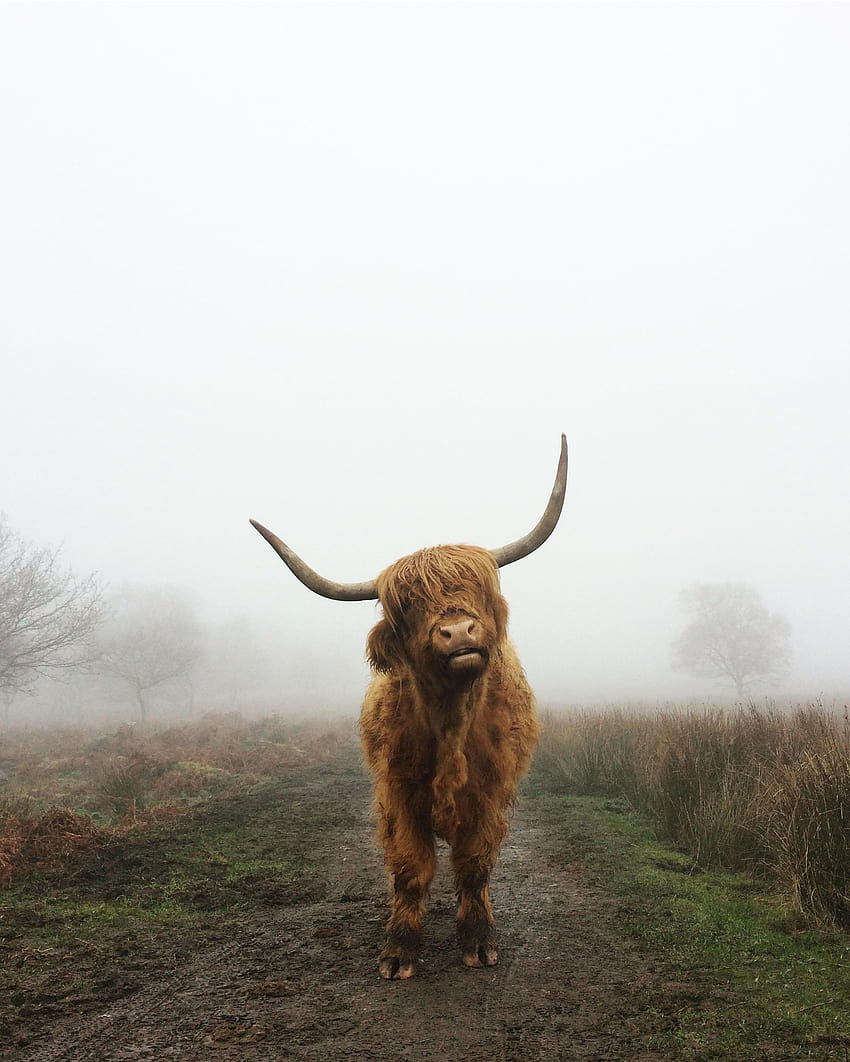 Highland cow in the Peak District, UK : r/pics, highland cattle HD phone wallpaper