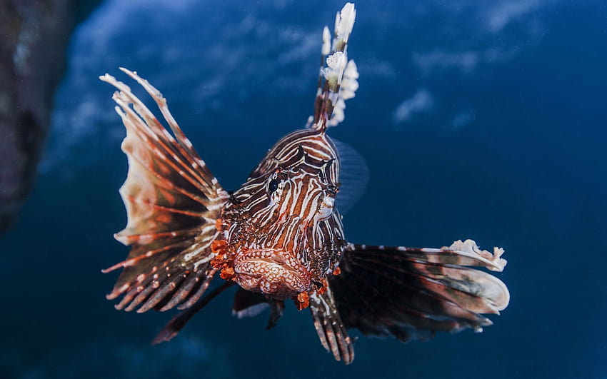 Natura animali pesci vita marina pinne d'acqua sott'acqua colore vicino, primo piano animale marino Sfondo HD