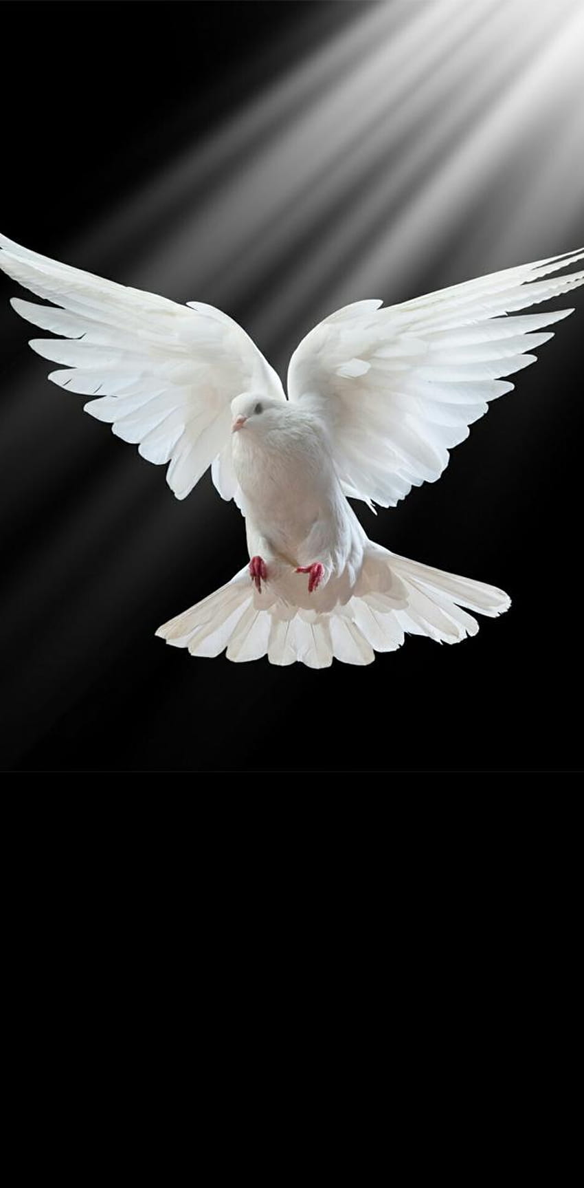 White Pigeon autorstwa Ppuuu Tapeta na telefon HD