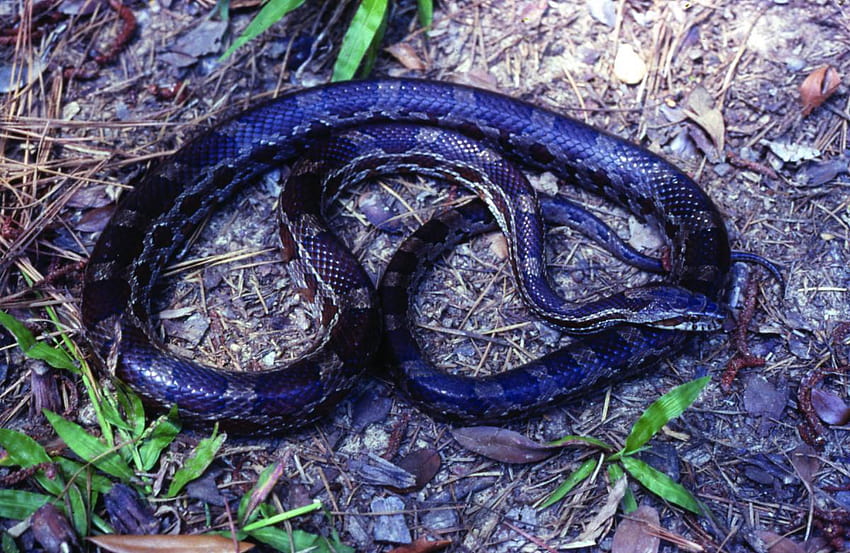 Snakes of Louisiana, blue snake HD wallpaper | Pxfuel