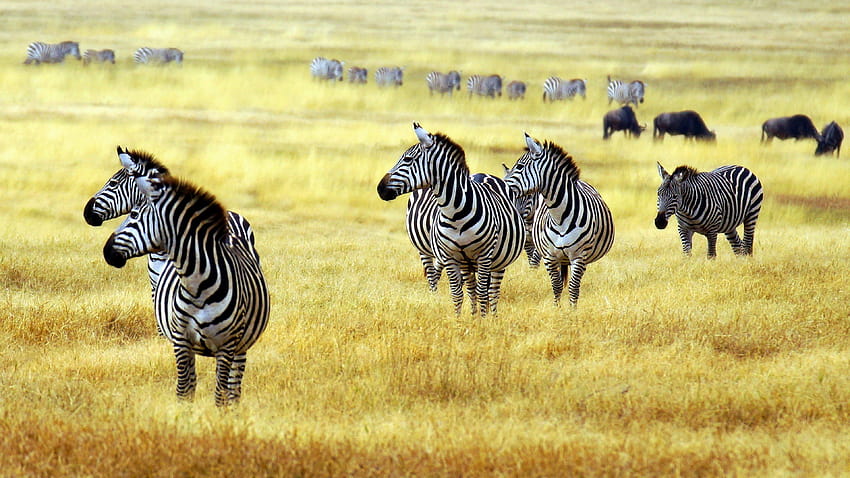 zebras, kruger national park HD wallpaper
