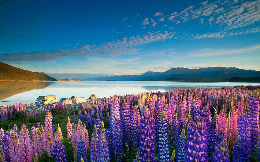 Colorful Flowers Lupins Lake Tekapo Mountains Sky With Cloud : 13 HD wallpaper