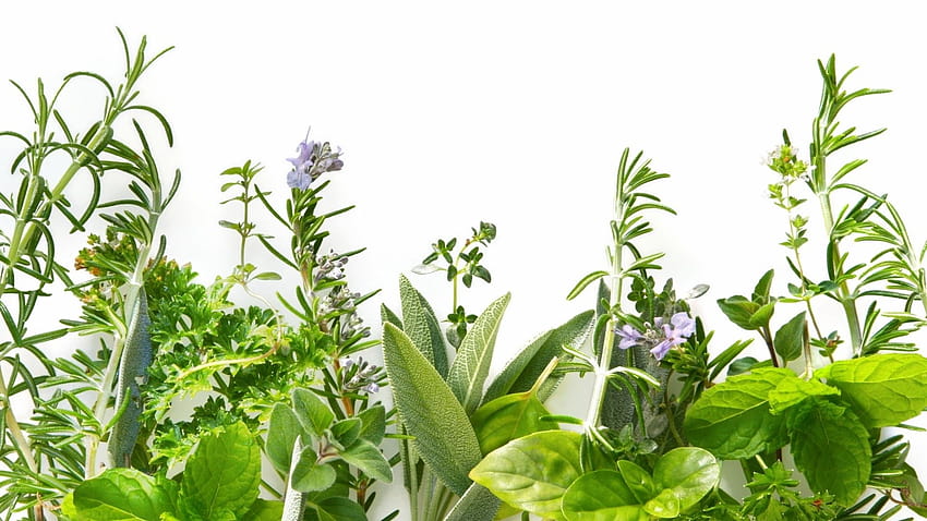 natural herbs and shrubs HD wallpaper