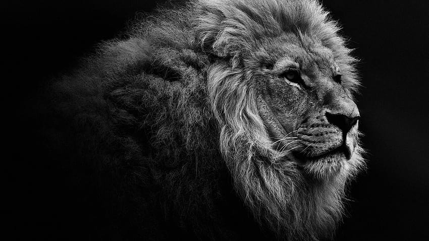 Lion Black and White, 3d lion pc HD wallpaper