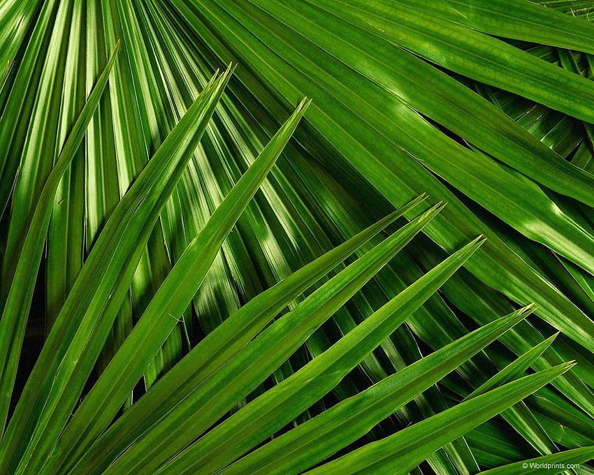 Urocza Niedziela Palmowa, tła Niedzieli Palmowej, liście palmowe Tapeta HD