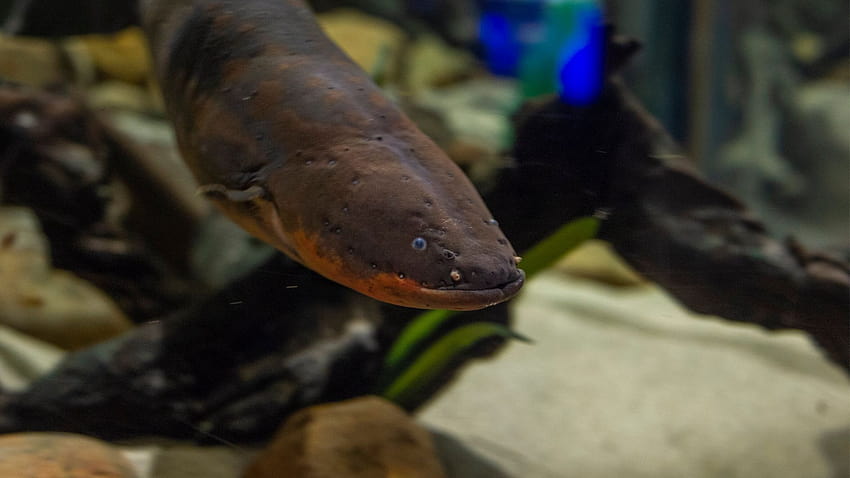 Tennessee Aquarium Employed Its Resident Electric Eel To Light Up, electric eels HD wallpaper