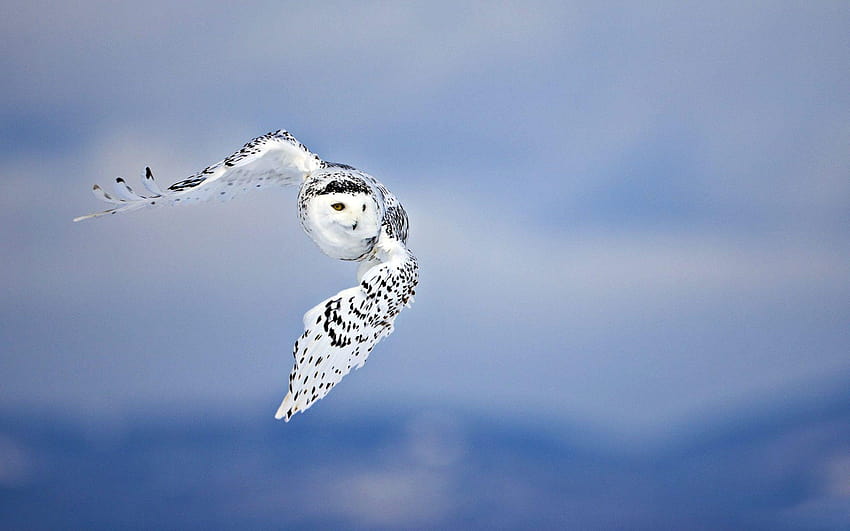 Owl Full and Backgrounds, snowy owls HD wallpaper