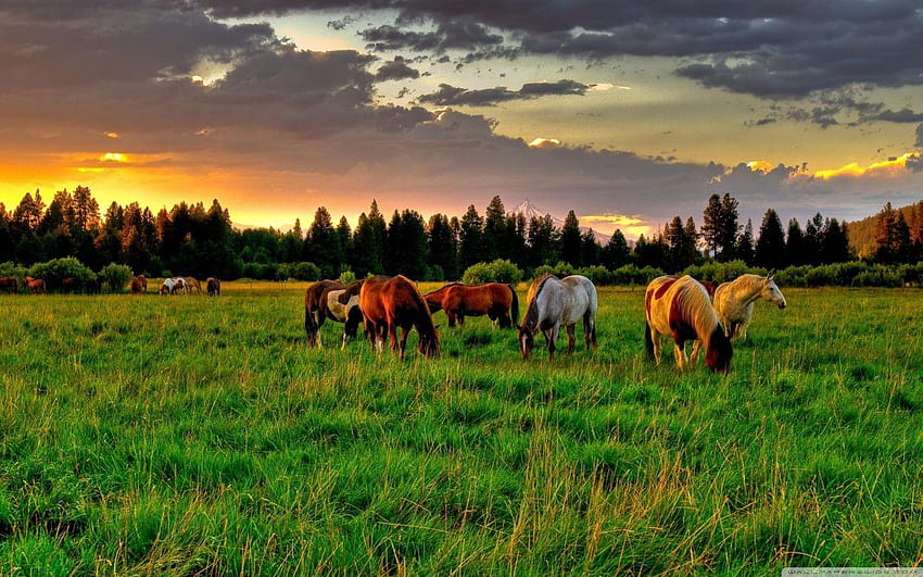 Konie pasące się na polu ❤ dla Ultra, ranczo Tapeta HD