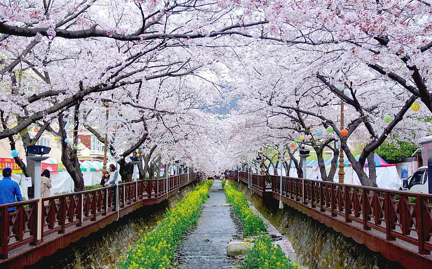 Guia da flor de cerejeira da Coreia do Sul 2019, primavera da Coreia do Sul papel de parede HD