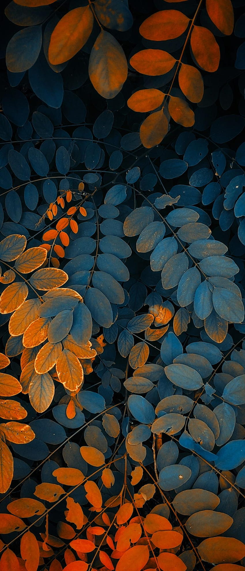 folhas azuis e laranja – Plant, 921 mobile Papel de parede de celular HD