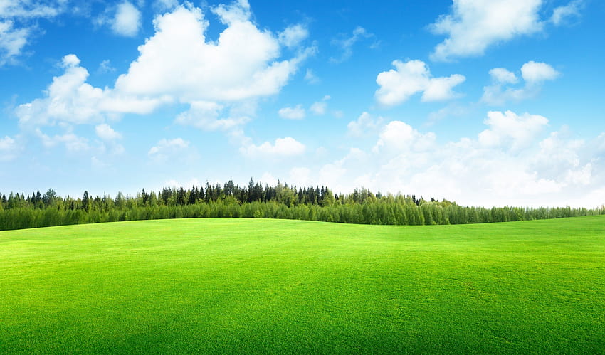 Nuvole alberi campo di erba bellissima natura paesaggio cielo Sfondo HD