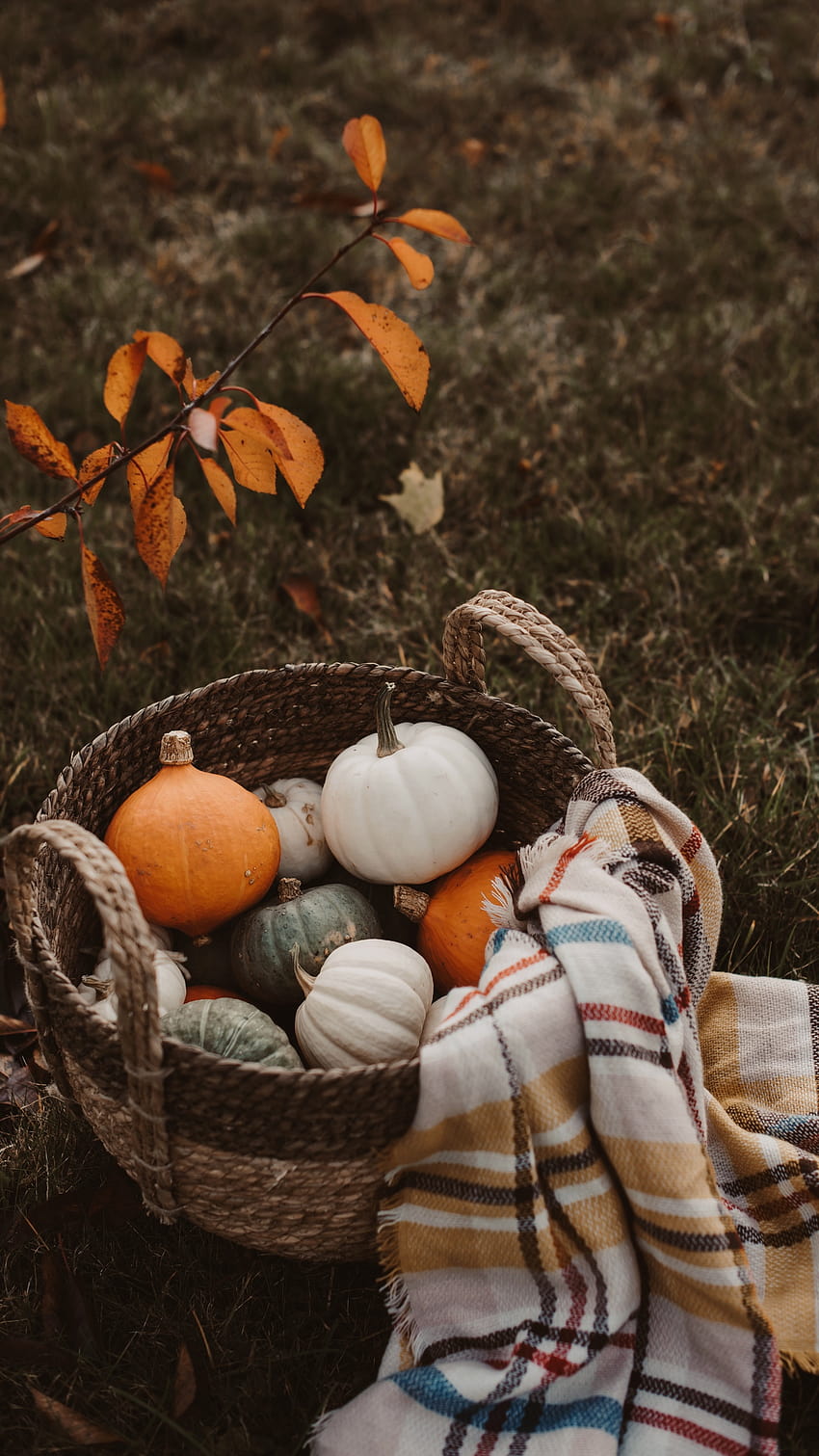 Fall Harvest posted by Michelle Mercado, autumn harvest cozy HD phone ...