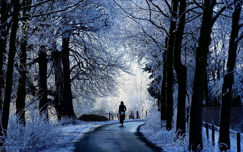 Winter Road Scene, winter visitor HD wallpaper