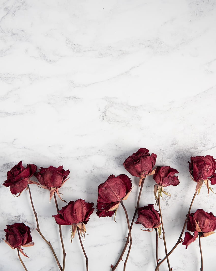 Dried Rose, dry rose HD phone wallpaper