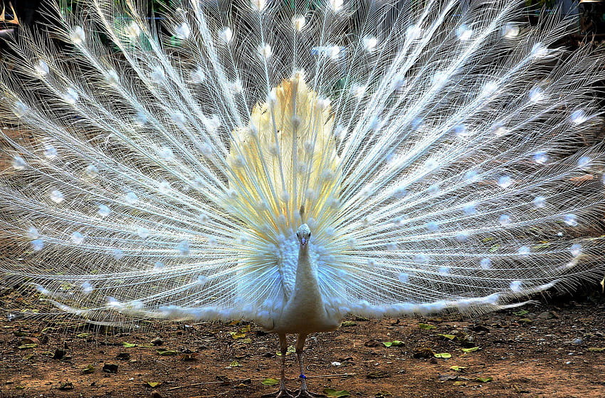 abanico de plumas de cola de pavo real blanco de aves de corral, abanico de plumas verde azulado fondo de pantalla