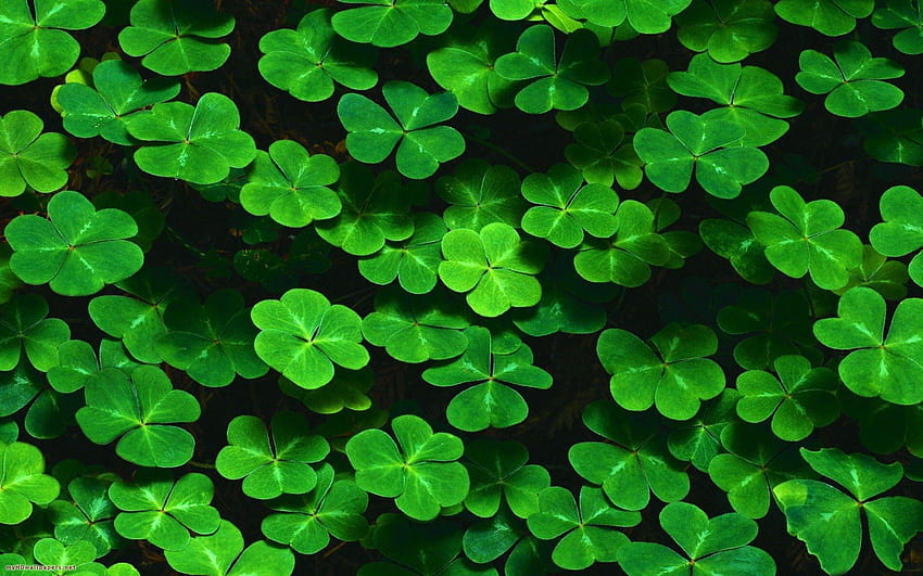 Lucky Charms, lucky number 786 HD wallpaper