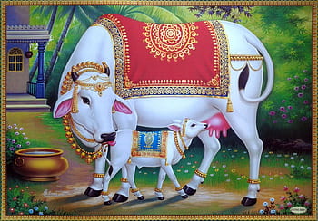 Indian cow head Stock Vector Image  Art  Alamy