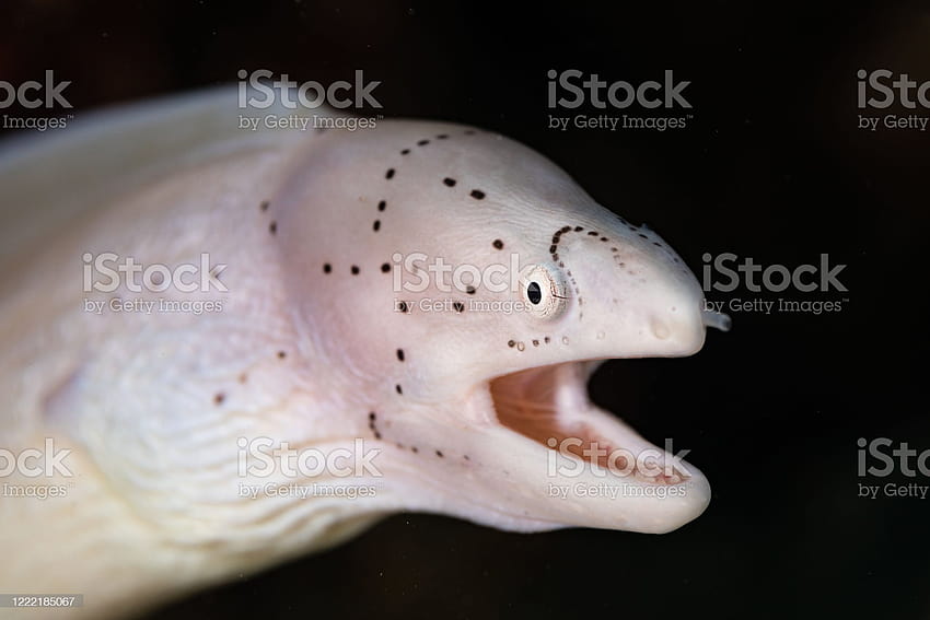 ✓ Muraenidae, moray eel HD wallpaper
