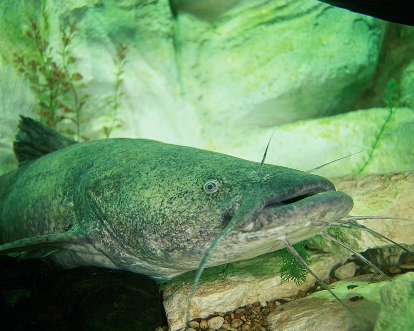 An Image Of A Catfish With Its Mouth Open Background, Channel Catfish  Channel Catfish, Hd Photography Photo, Fin Background Image And Wallpaper  for Free Download