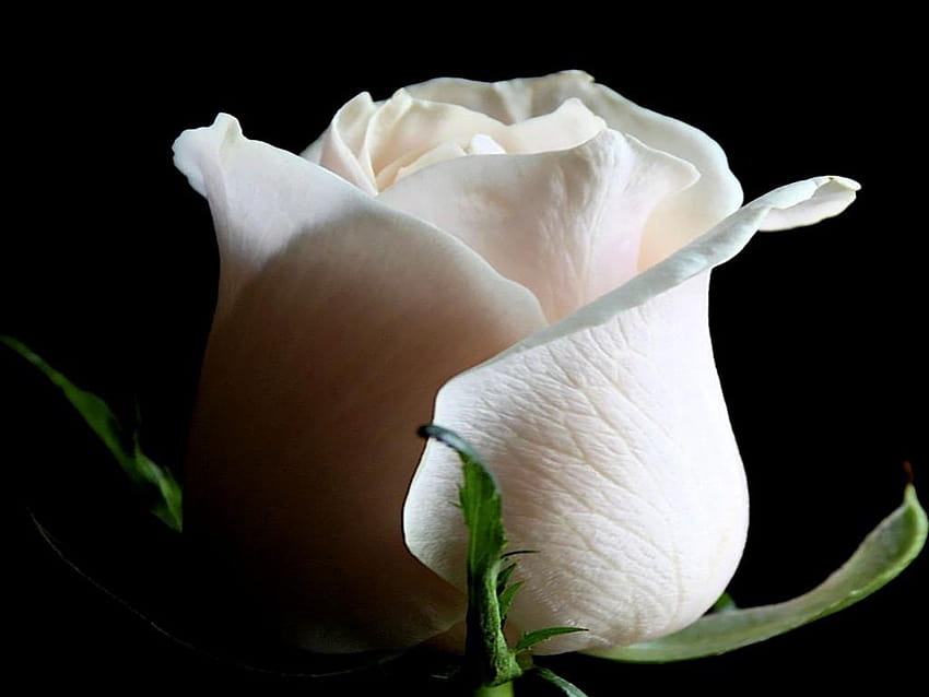 One white rose HD wallpapers | Pxfuel