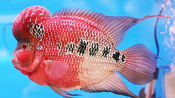 Flowerhorn Fish Live Wallpaper  Apps on Google Play