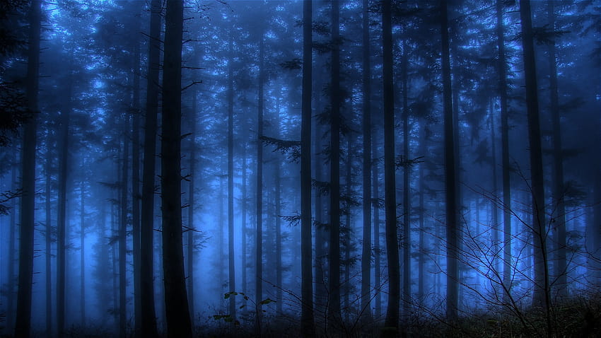 1173024 luz de sol, bosque, naturaleza, reflexión, verde, azul, niebla, atmósfera, Aurora, árbol, oscuridad, captura de , habitat, entorno natural, Fenómeno atmosférico, computadora, ecosistema, Niebla azul fondo de pantalla