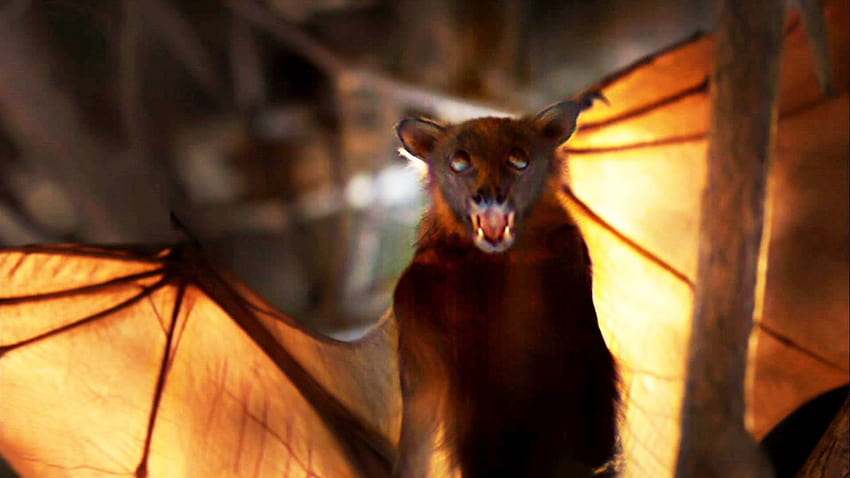 Запознайте се с малката червена летяща лисица, прилеп с размах на крилете до три фута. Крилата му изискват много работа, за да се поддържат, летящи лисици HD тапет