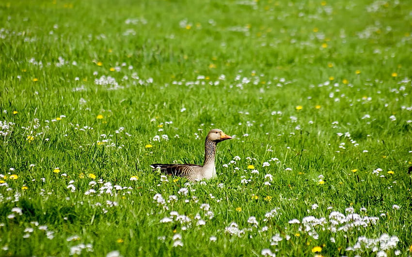 Gęś, trawa, kwiaty, dziób, ptak i tła, gęsi na trawie Tapeta HD